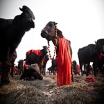 Waiting-to-be-killed-during-Dahsin-and-Gadhimai