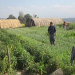 rajendra-nhisutu-in-our-organic-farming-field