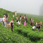 tea-garden-nepal