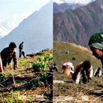 During Himalaya Herb Yarsha search in Nepal mountains
